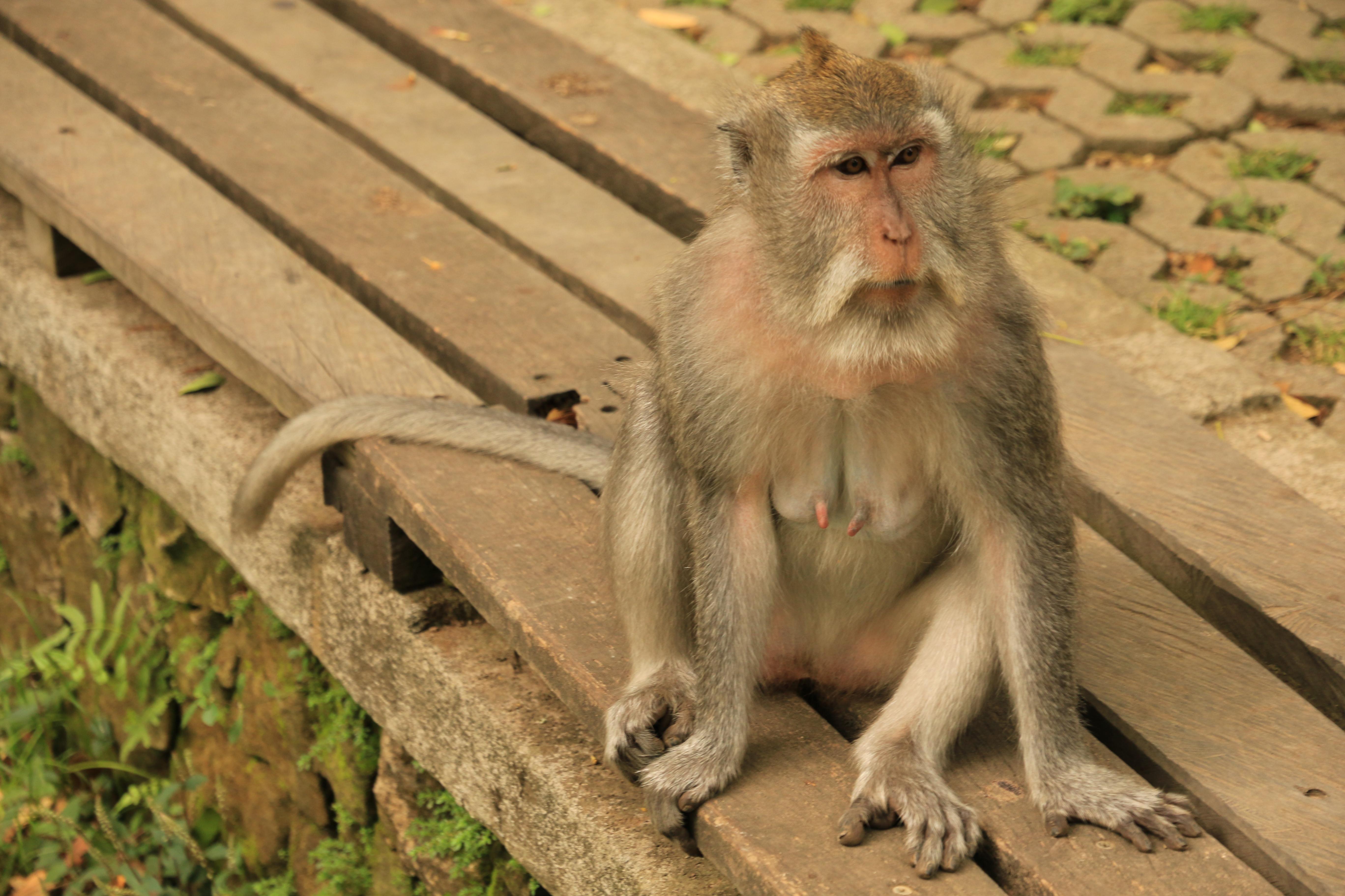 Ubud monkeys